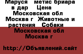 Маруся - метис бриара в дар! › Цена ­ 100 - Московская обл., Москва г. Животные и растения » Собаки   . Московская обл.,Москва г.